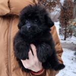 Bernis-female-pomapoo-puppy-for-sale-1 (3)