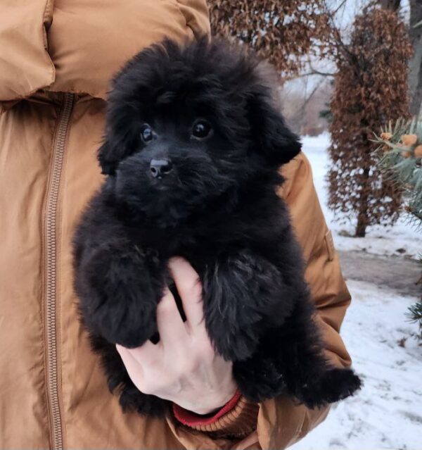 Bernis Pomapoo Bernis Pomapoo