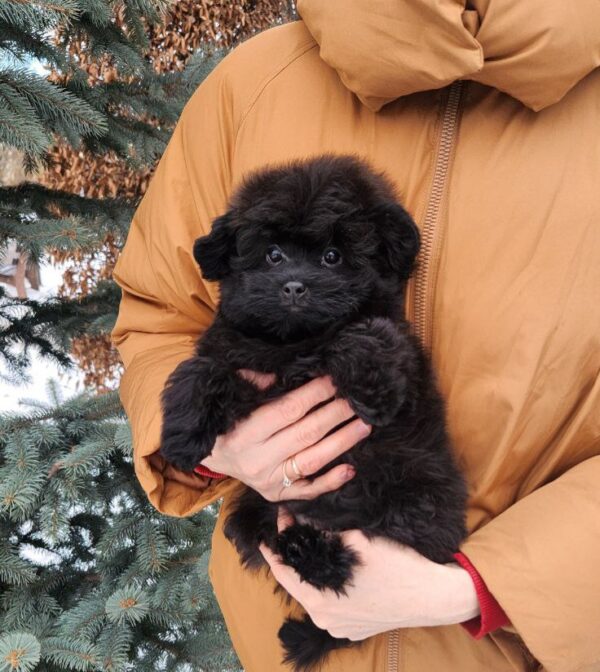 Bernis Pomapoo Bernis Pomapoo