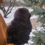 Bernis-female-pomapoo-puppy-for-sale-1 (5)
