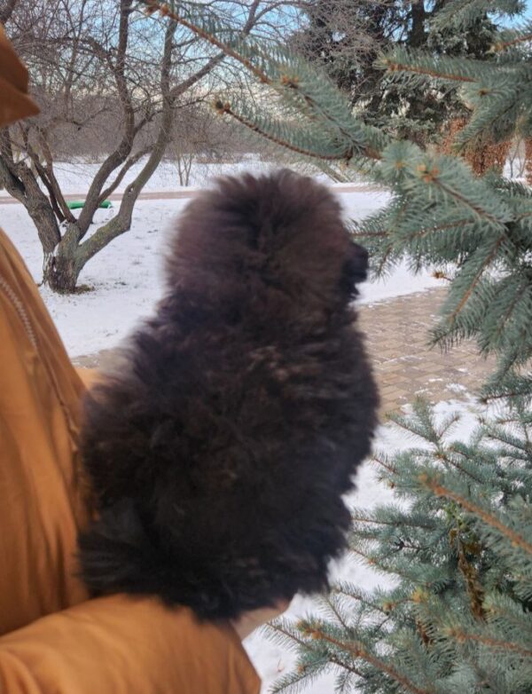 Bernis Pomapoo Bernis Pomapoo