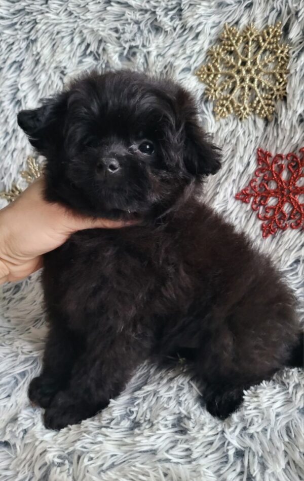 Bessie Pomapoo Bessie Pomapoo