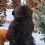 Bessie-female-pomapoo-puppy-for-sale-1 (2)
