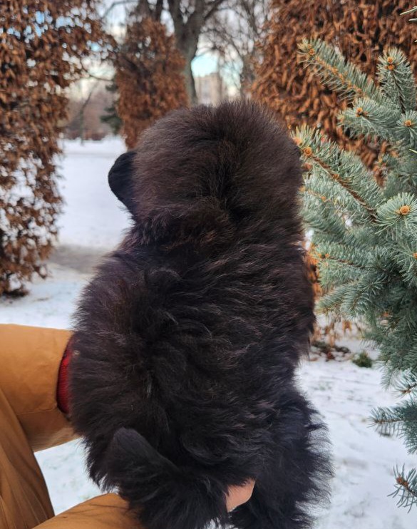 Bessie Pomapoo Bessie Pomapoo