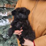 Bessie-female-pomapoo-puppy-for-sale-1 (3)
