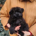Bessie-female-pomapoo-puppy-for-sale-1 (4)