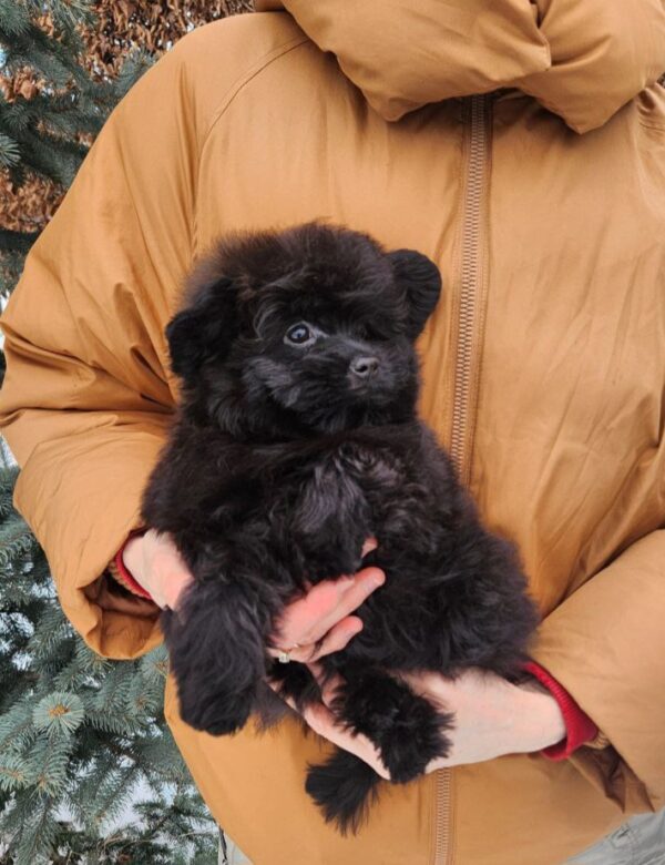 Bessie Pomapoo Bessie Pomapoo