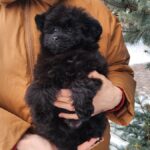 Bessie-female-pomapoo-puppy-for-sale-1 (5)