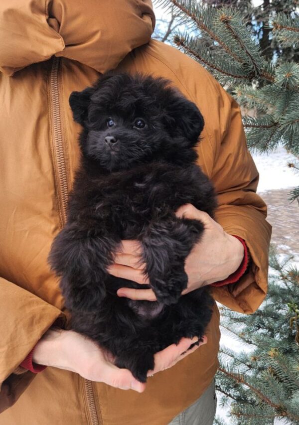 Bessie Pomapoo Bessie Pomapoo