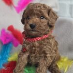 Bianca-female-toy-poodle-puppy-for-sale-1 (1)