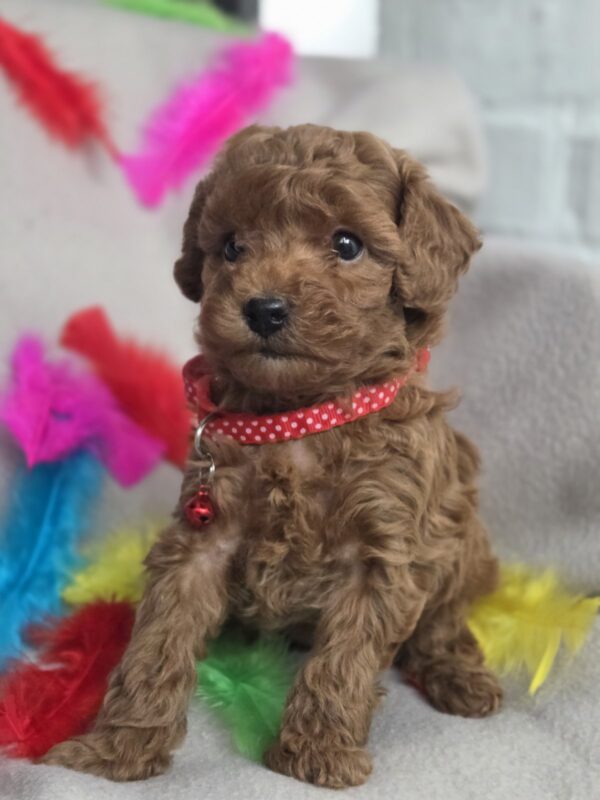 Bianca Toy Poodle Bianca Toy Poodle