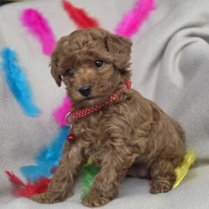 Bianca Toy Poodle Bianca Toy Poodle