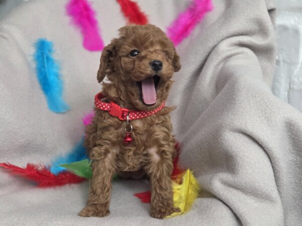 Bianca Toy Poodle Bianca Toy Poodle