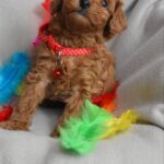 Bianca-female-toy-poodle-puppy-for-sale-1 (4)
