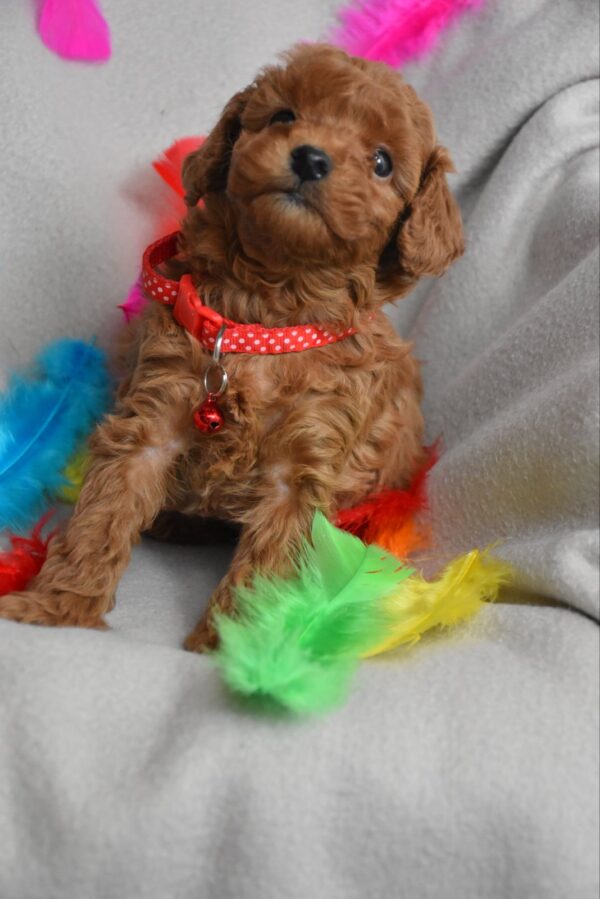 Bianca Toy Poodle Bianca Toy Poodle