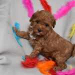 Billi-male-toy-poodle-puppy-for-sale-1 (1)