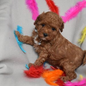 Bill Toy Poodle Bill Toy Poodle
