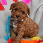 Billi-male-toy-poodle-puppy-for-sale-1 (2)