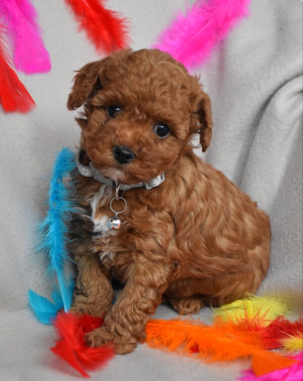 Bill Toy Poodle Bill Toy Poodle