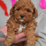 Billi-male-toy-poodle-puppy-for-sale-1 (3)