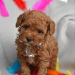 Billi-male-toy-poodle-puppy-for-sale-1 (4)