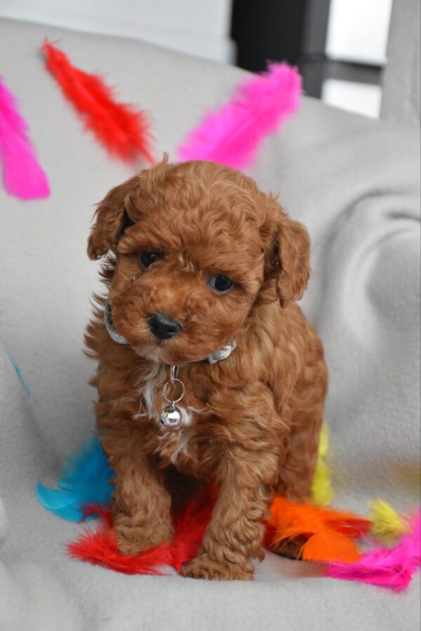 Bill Toy Poodle Bill Toy Poodle