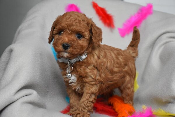 Bill Toy Poodle Bill Toy Poodle