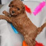 Billi-male-toy-poodle-puppy-for-sale-1 (6)