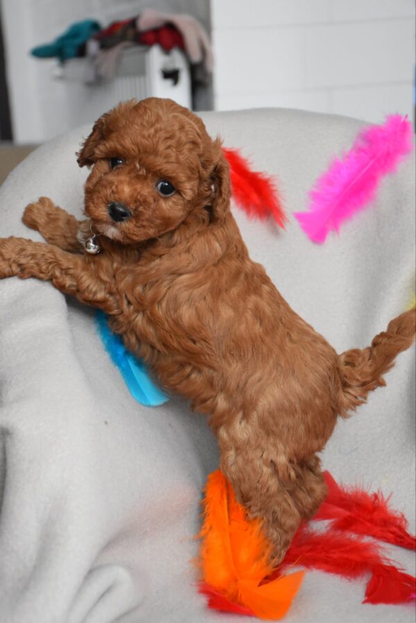 Bill Toy Poodle Bill Toy Poodle
