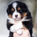Birdie-female-Australian-Shepherd-puppy-for-sale-1