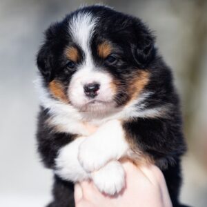 Birdie Australian Shepherd Birdie Australian Shepherd