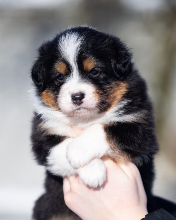 Birdie Australian Shepherd Birdie Australian Shepherd