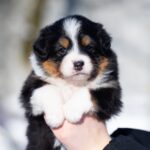 Birdie-female-Australian-Shepherd-puppy-for-sale-2