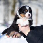 Birdie-female-Australian-Shepherd-puppy-for-sale-3