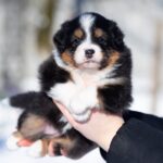 Birdie-female-Australian-Shepherd-puppy-for-sale-4
