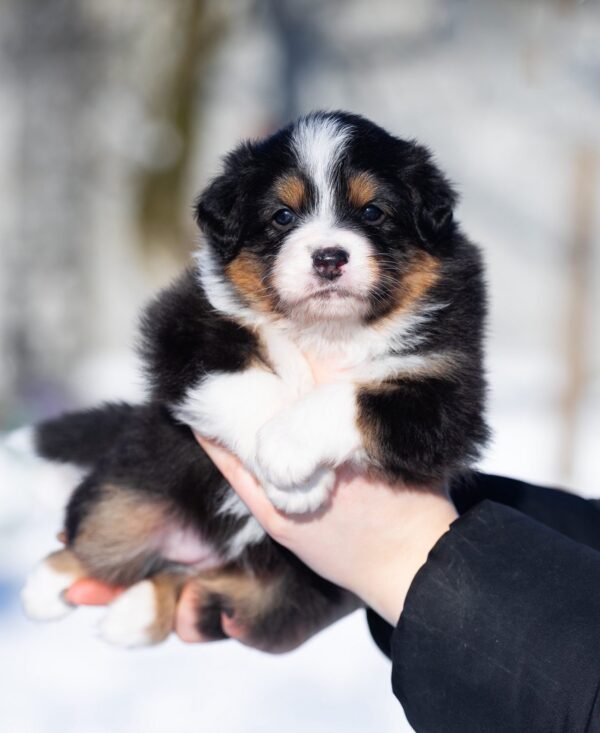 Birdie Australian Shepherd Birdie Australian Shepherd