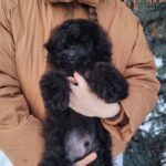 Blake-male-pomapoo-puppy-for-sale-1 (1)