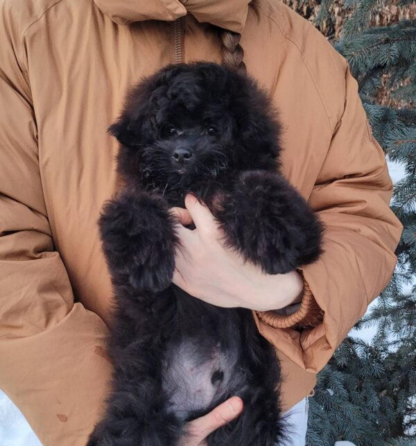 Blake Pomapoo Blake Pomapoo