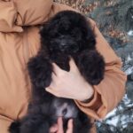 Blake-male-pomapoo-puppy-for-sale-1 (2)