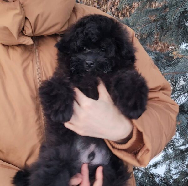 Blake Pomapoo Blake Pomapoo