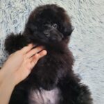 Blake-male-pomapoo-puppy-for-sale-1 (3)