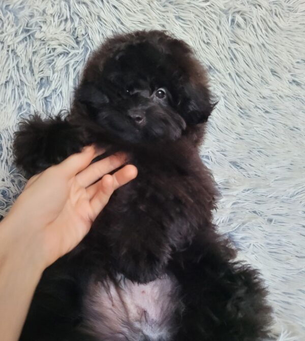 Blake Pomapoo Blake Pomapoo