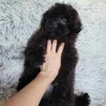 Blake-male-pomapoo-puppy-for-sale-1 (4)