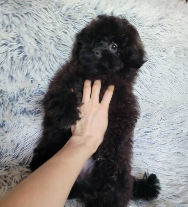 Blake Pomapoo Blake Pomapoo