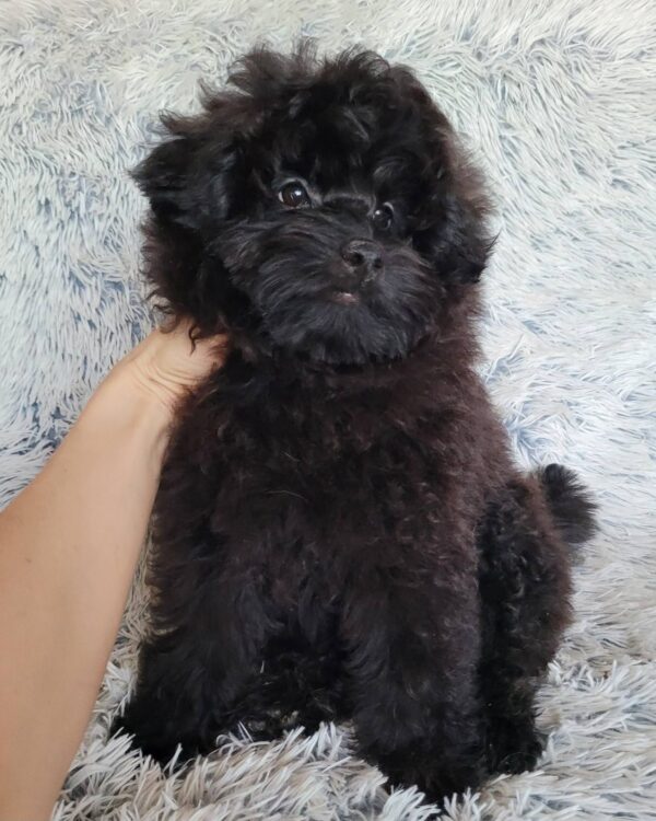 Blake Pomapoo Blake Pomapoo