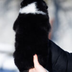 Bluebell-female-Australian-Shepherd-puppy-for-sale-1