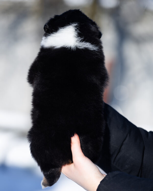 Bluebell Australian Shepherd Bluebell Australian Shepherd