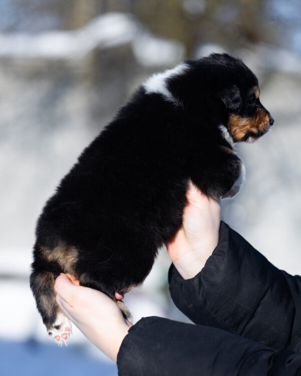 Bluebell Australian Shepherd Bluebell Australian Shepherd