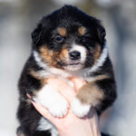 Bluebell-female-Australian-Shepherd-puppy-for-sale-3
