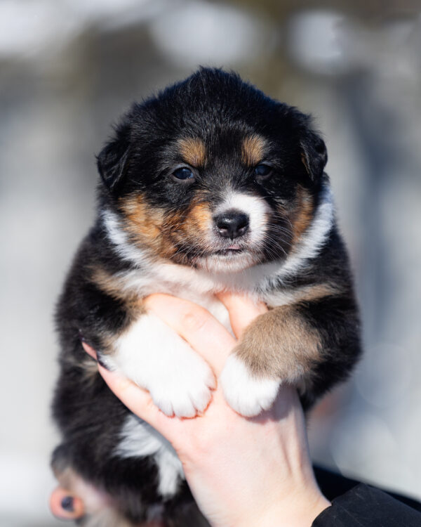 Bluebell Australian Shepherd Bluebell Australian Shepherd